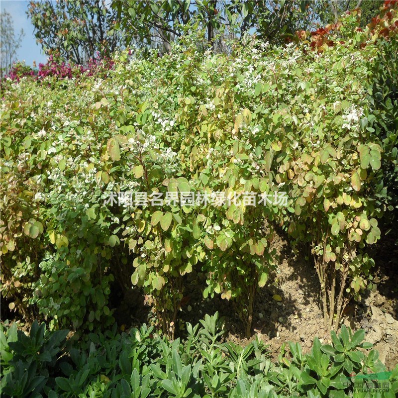 基地直銷 珍珠梅 珍珠梅小苗 珍珠梅大苗 珍珠梅工程苗 