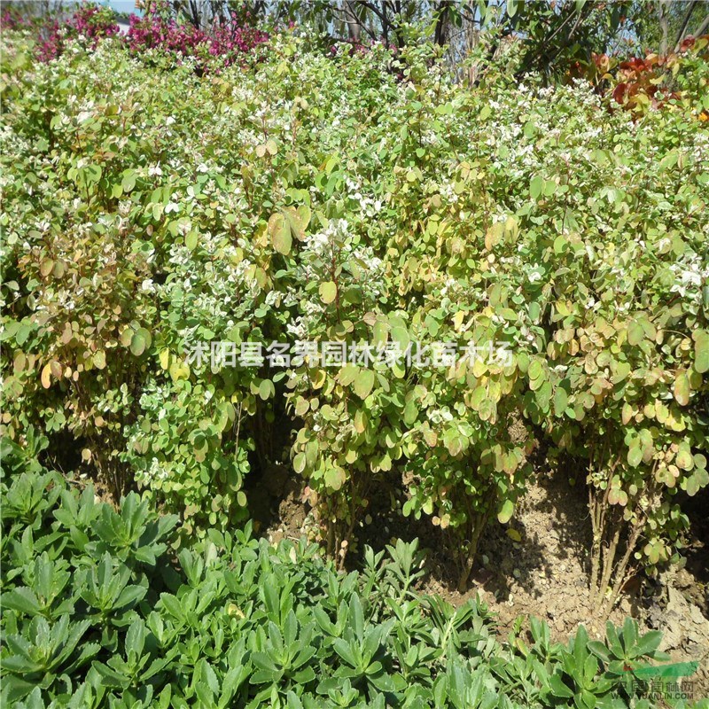 基地直銷 珍珠梅 珍珠梅小苗 珍珠梅大苗 珍珠梅工程苗 