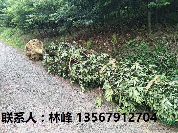 四明山樱花|四明山樱花节|中国樱花之乡
