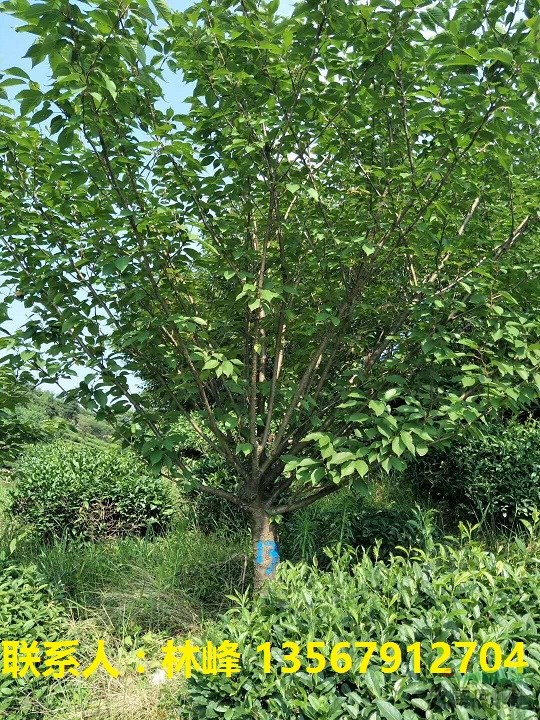余姚樱花节樱花根癌病与腐皮病的特殊处理方法