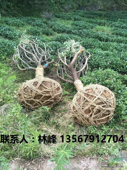 余姚樱花节樱花根癌病与腐皮病的特殊处理方法