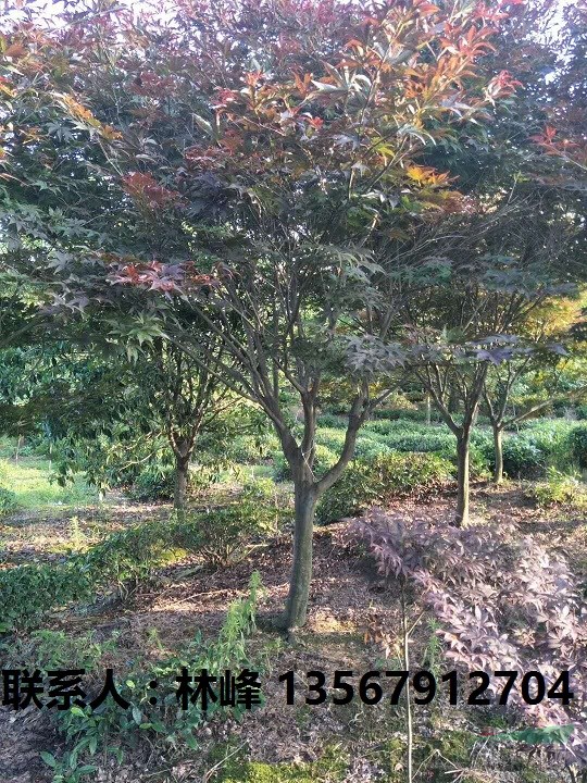 四明山红枫的种植优势/浙江红枫的种植优势