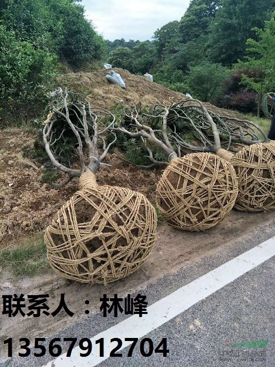 四明山红枫的种植优势/浙江红枫的种植优势