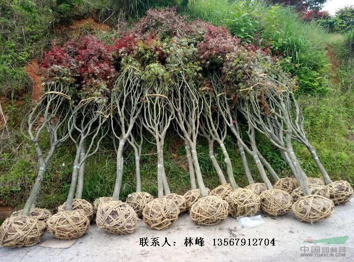 四明山红枫节【国内之最的浙江红枫】/中国最大的红枫批发基地