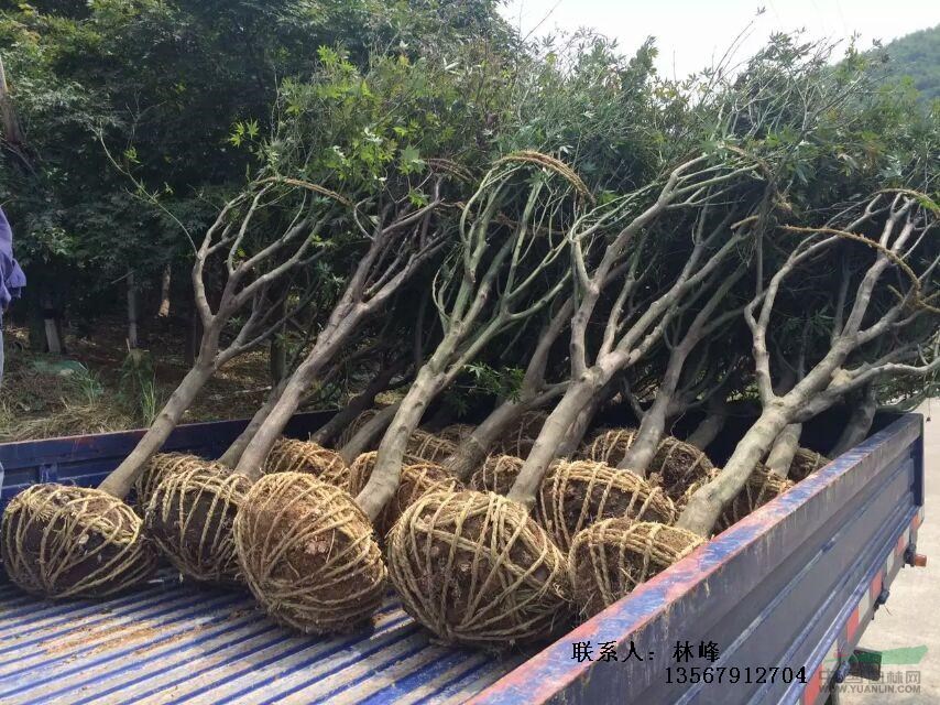 四明山红枫节【国内之最的浙江红枫】/中国最大的红枫批发基地