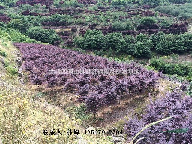 四明山红枫节【国内之最的浙江红枫】/中国最大的红枫批发基地