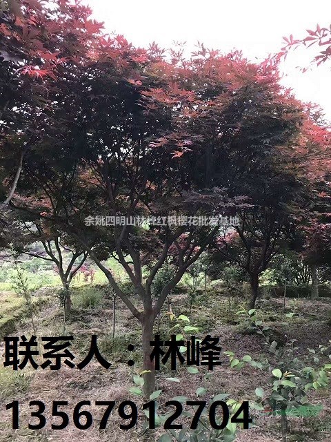 哪些能买到红枫