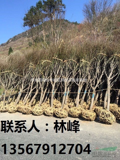 哪些能买到红枫