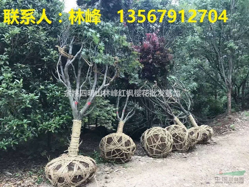 哪些能买到红枫