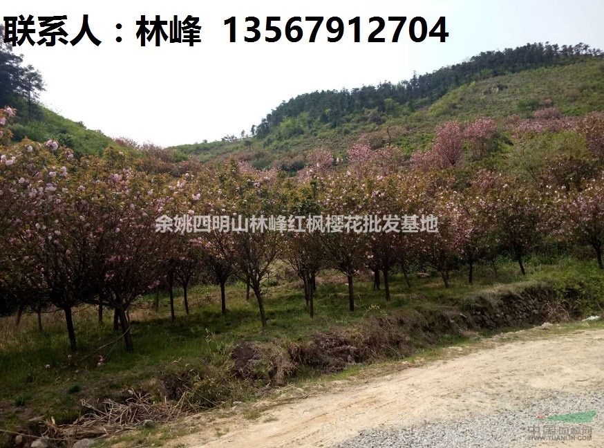 余姚樱花,樱花节最好看的樱花在哪里