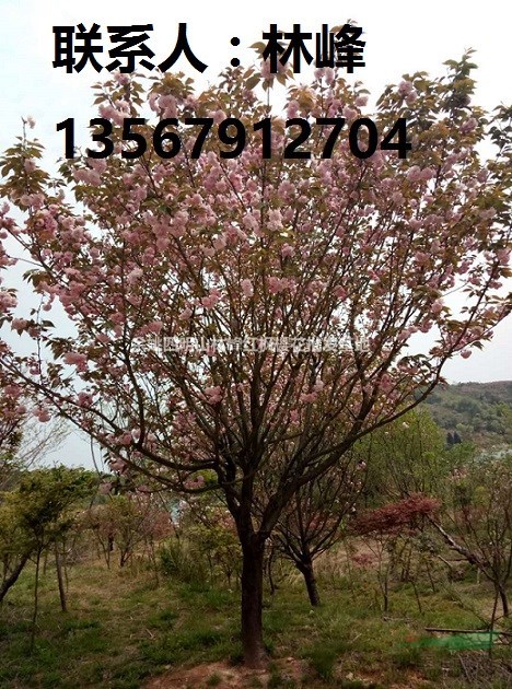 余姚樱花,樱花节最好看的樱花在哪里