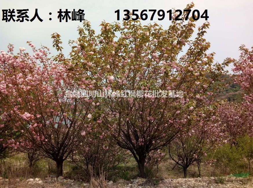 余姚樱花,樱花节最好看的樱花在哪里