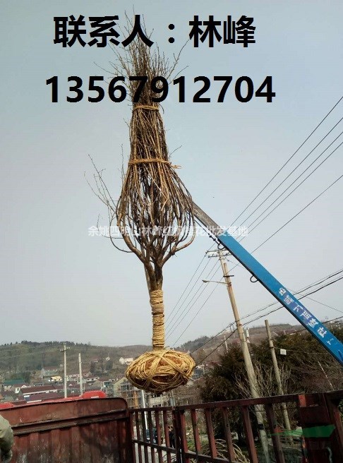 四明山樱花|四明山樱花节|中国樱花之乡