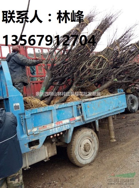 四明山樱花|四明山樱花节|中国樱花之乡