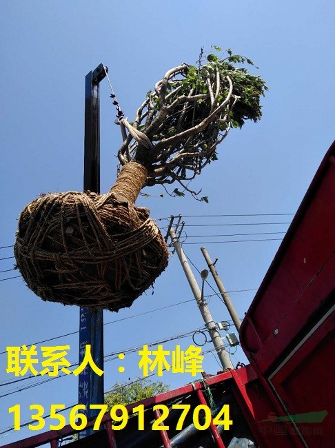 余姚樱花节樱花根癌病与腐皮病的特殊处理方法