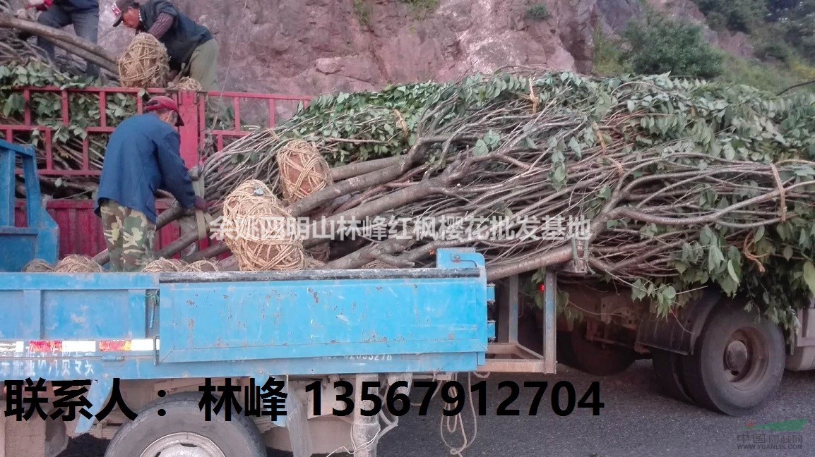 四明山红枫|四明山樱花|红枫|樱花|浙江|余姚