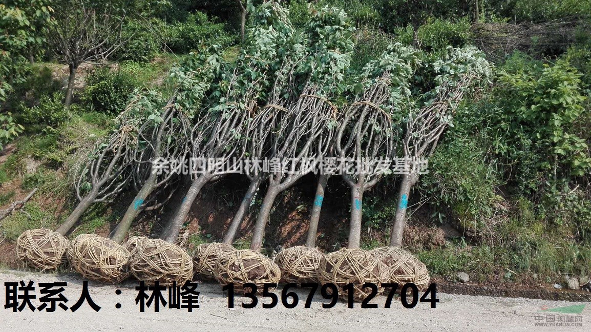 四明山红枫|四明山樱花|红枫|樱花|浙江|余姚