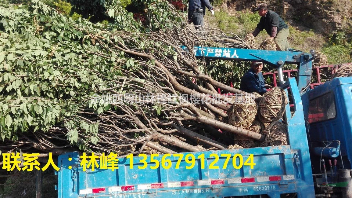 四明山红枫|四明山樱花|红枫|樱花|浙江|余姚