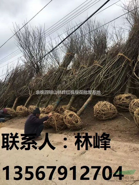 余姚四明山林峰红枫樱花批发基地大量供应四明山樱花苗