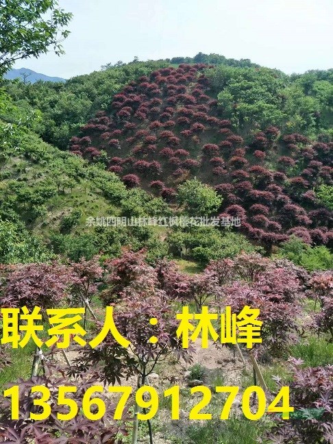 余姚四明山林峰红枫樱花批发基地大量供应四明山樱花苗