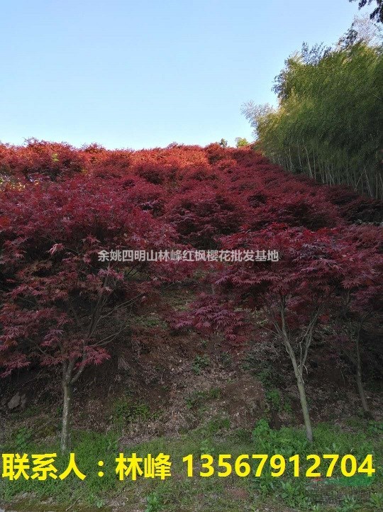 浙江红枫|浙江四明山红枫基地红枫价格