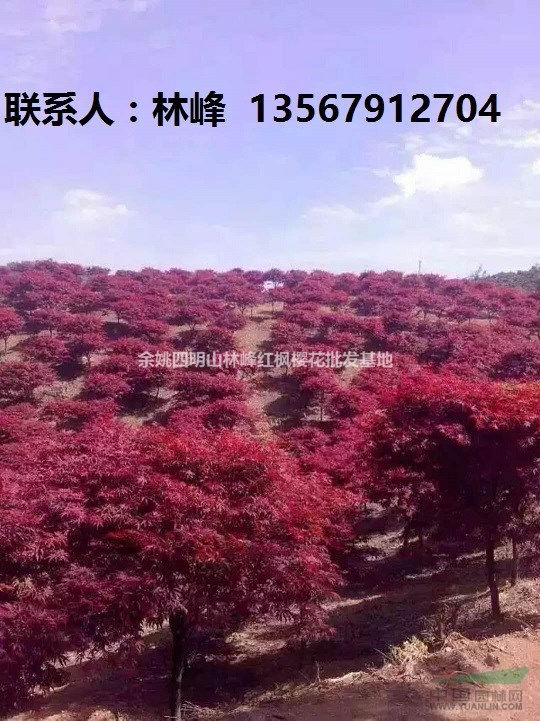 浙江红枫|浙江四明山红枫基地红枫价格