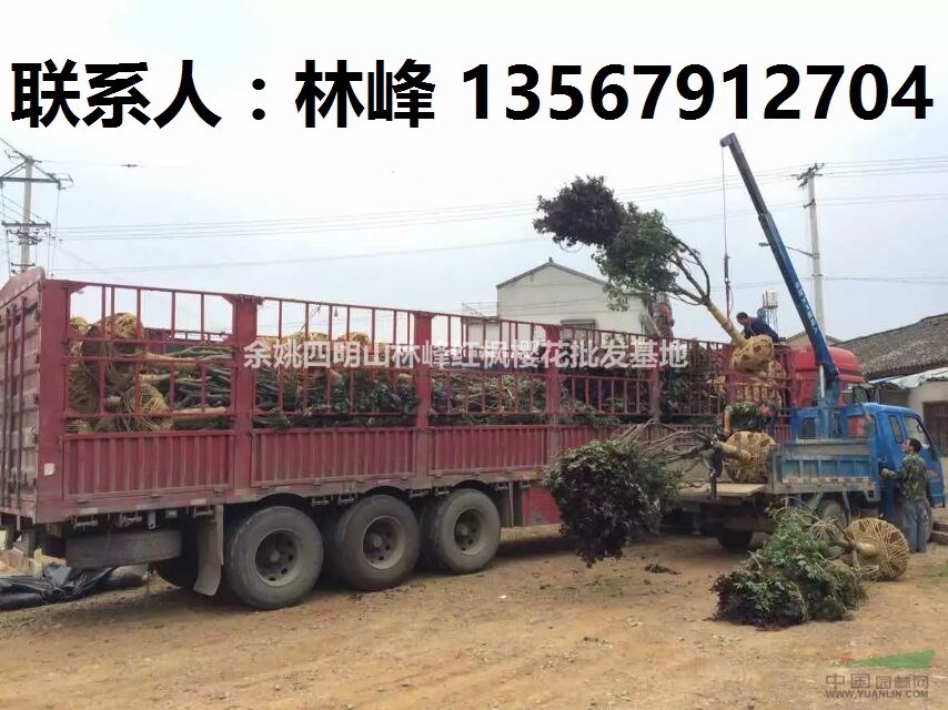 浙江红枫|浙江四明山红枫基地红枫价格