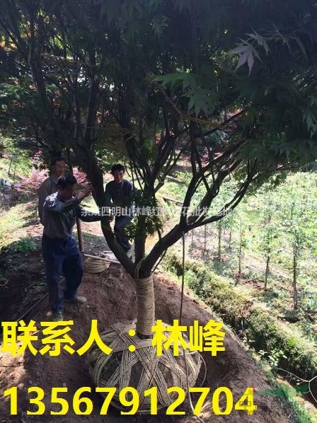 现在种红枫最赚钱/四明山红枫