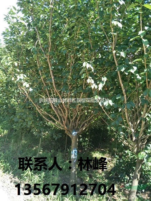 浙江樱花|樱花节樱花供应基地|樱花价格