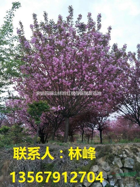 浙江樱花|樱花节樱花供应基地|樱花价格