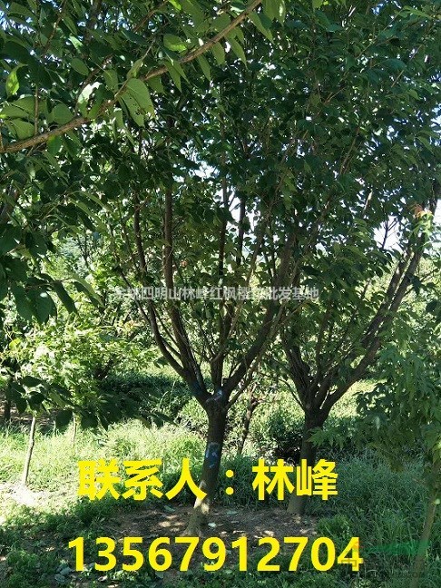 浙江樱花|樱花节樱花供应基地|樱花价格