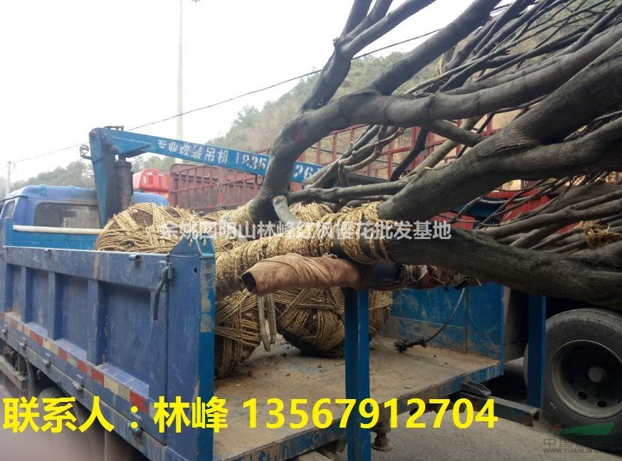 余姚红枫|余姚特产  红枫之乡