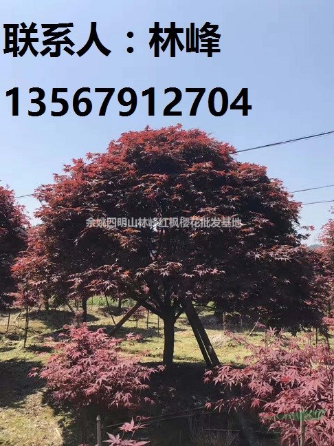 四明山红枫|国内最大红枫苗木基地