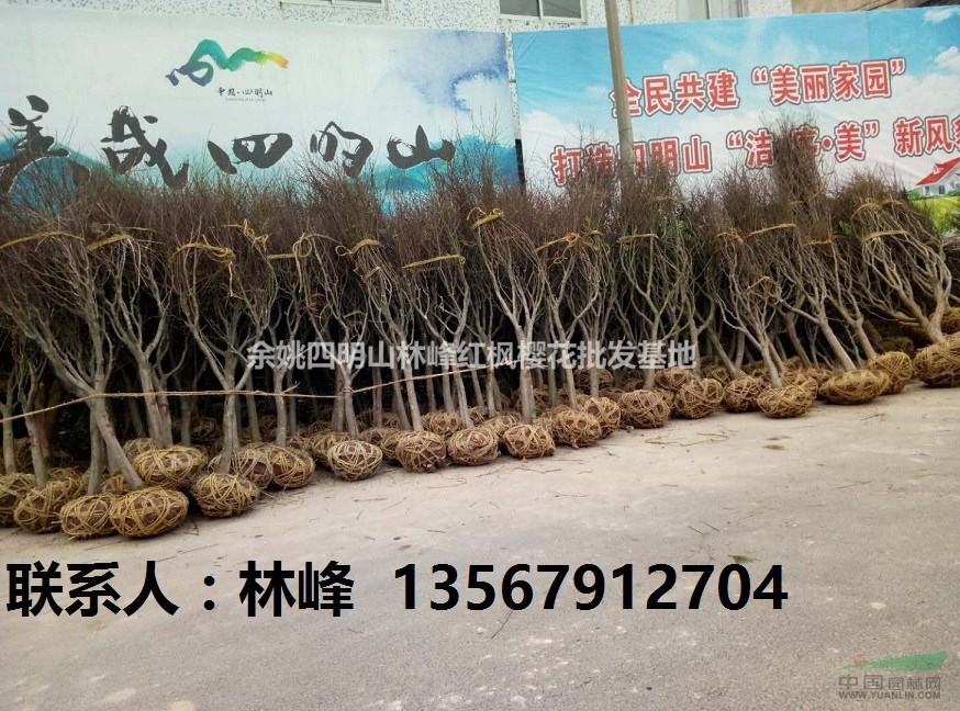 四明山红枫|国内最大红枫苗木基地