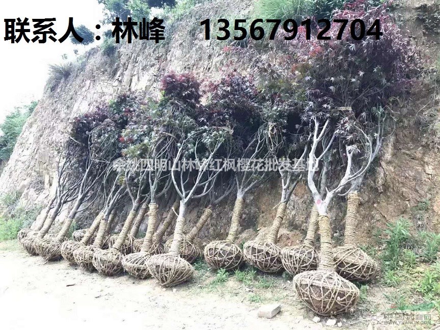 四明山红枫|国内最大红枫苗木基地