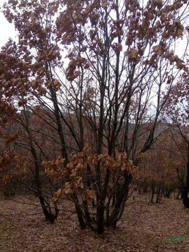 叢生蒙古櫟，叢生蒙古櫟價格，叢生蒙古櫟供應，叢生蒙古櫟圖片