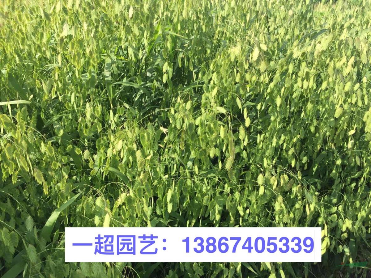 小盼草 小盼草小苗 地栽 盆栽 小盼草批發(fā)