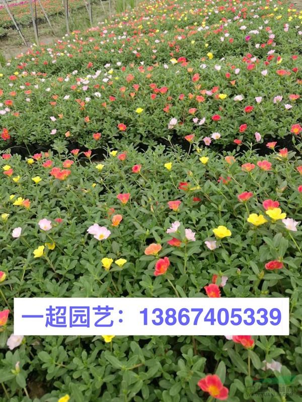 半枝蓮 半支蓮 半枝蓮基地 半枝蓮批發 半枝蓮價格
