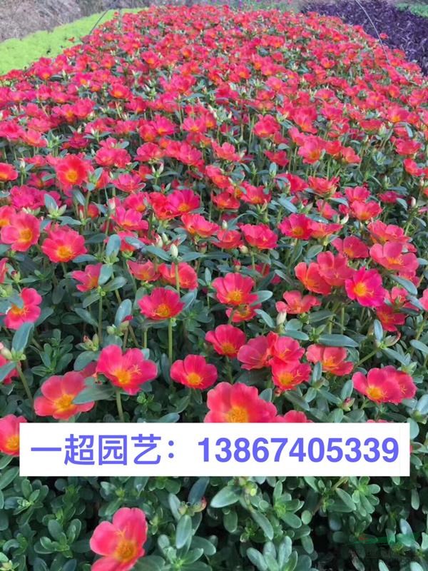 半枝蓮 半支蓮 半枝蓮基地 半枝蓮批發 半枝蓮價格