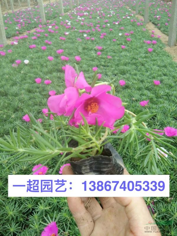 半枝蓮 半支蓮 半枝蓮基地 半枝蓮批發 半枝蓮價格