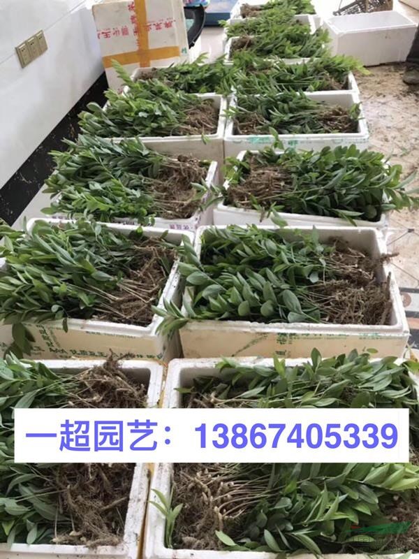 玉竹 玉竹批發 浙江玉竹基地 玉竹行情