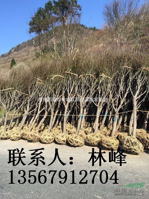 四明山红枫的种植优势/浙江红枫的种植优势
