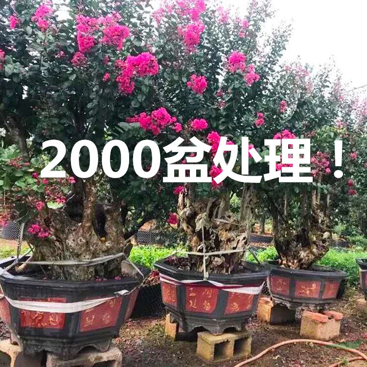 福建紫薇树苗价格 福建紫薇树苗报价