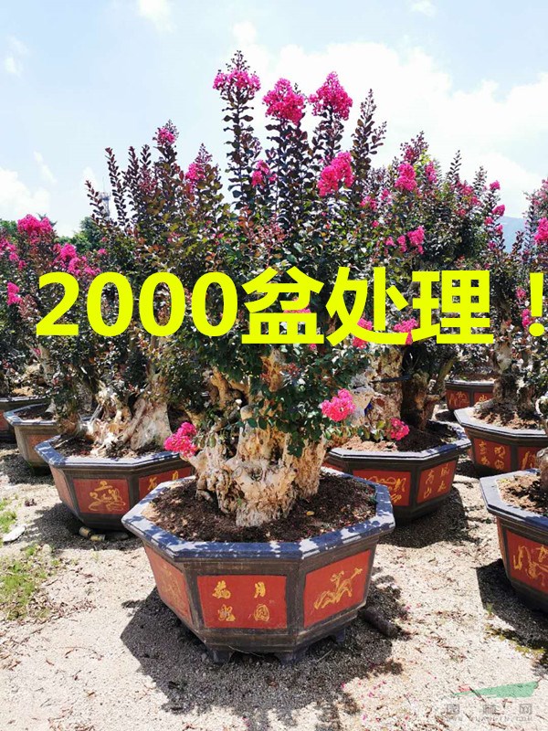 福建造型紫薇古桩价格