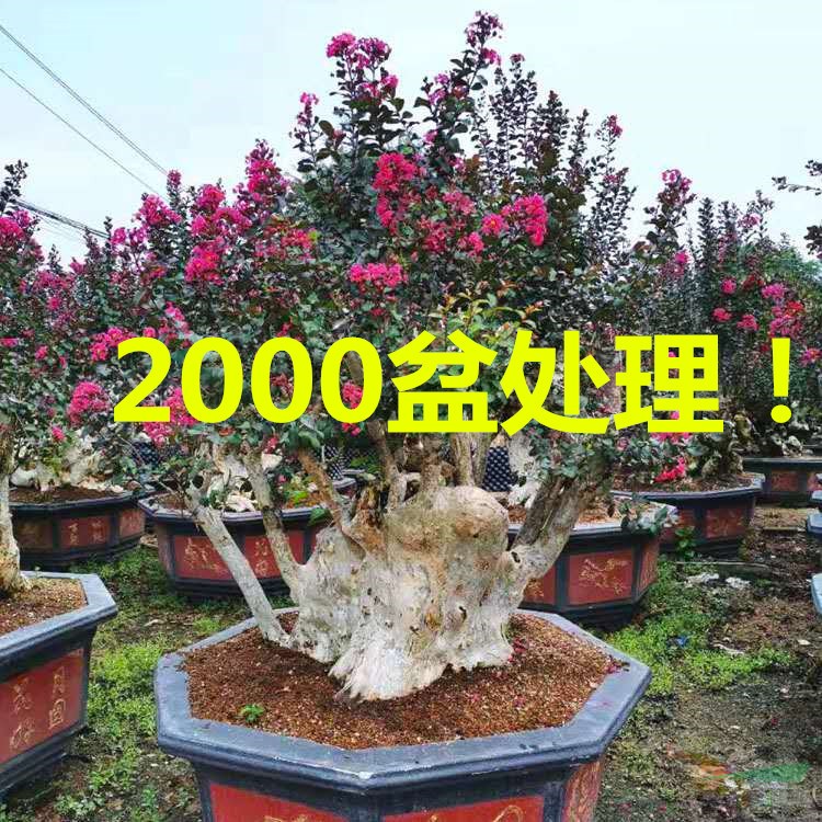 福建大型紫薇树桩价格 福建大规格紫薇桩产地