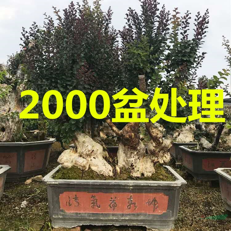 福建百年紫薇老树桩价格 福建百年紫薇古树报价