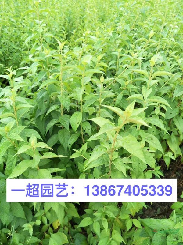浙江野芝麻 刻葉紫堇 狗尾草 狗娃花 醉魚草 毛茛 山毛茛