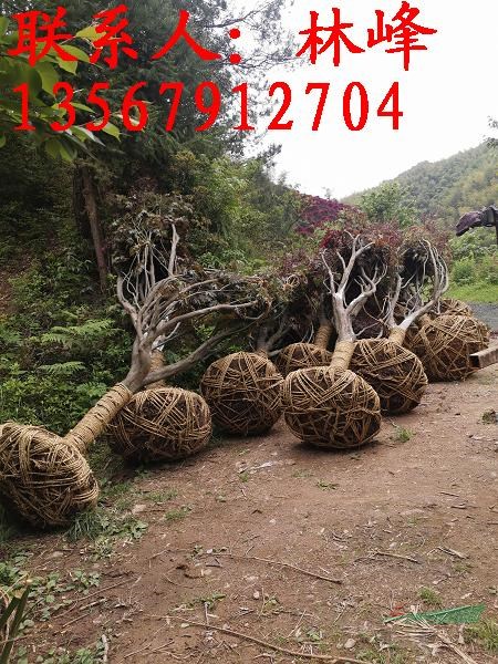 余姚红枫|余姚特产  红枫之乡