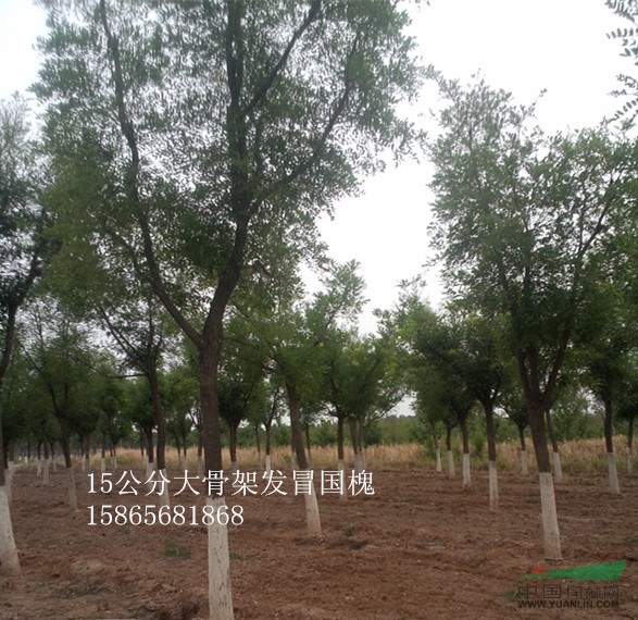 28公分國槐最近價格-28公分國槐占地樹