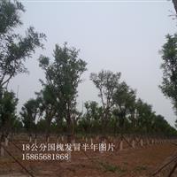 9公分國槐*近價格-9公分國槐移栽樹